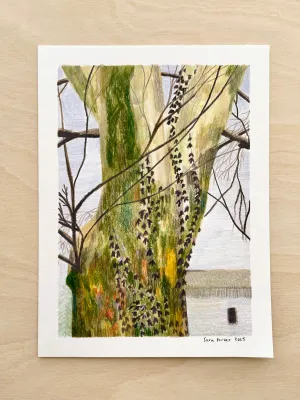 Ivy Tree