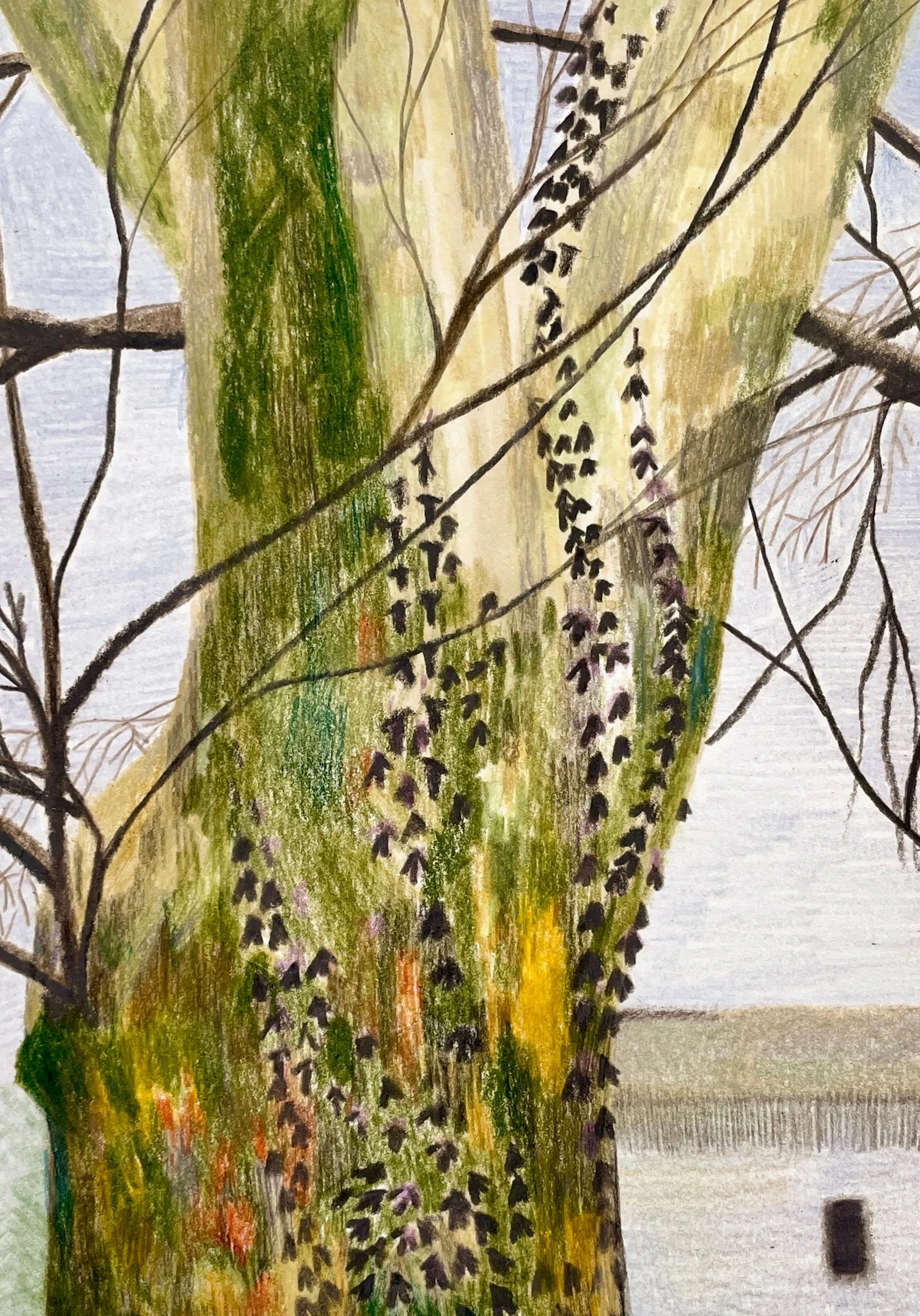 Ivy Tree